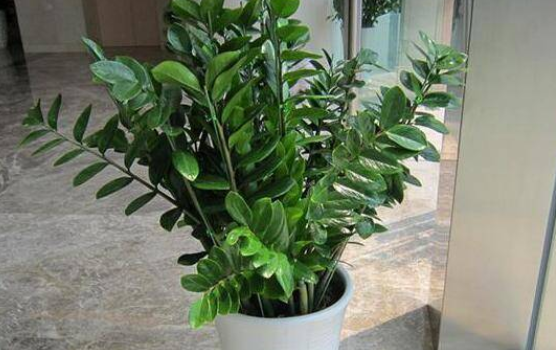 一盆金錢樹.png 一盆金錢樹.png