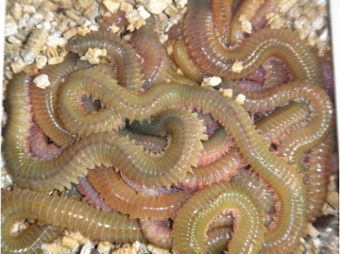  螞蟥養(yǎng)殖投資多少