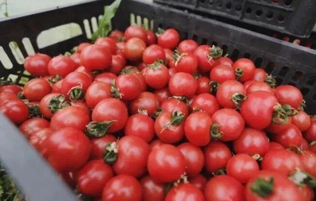 口感最好的西红柿品种