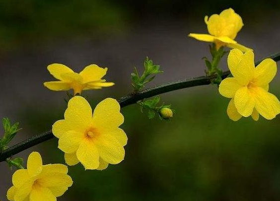 迎春花是什么季節(jié)開的.png
