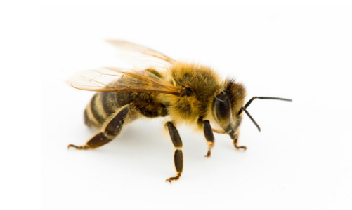 蜜蜂.png