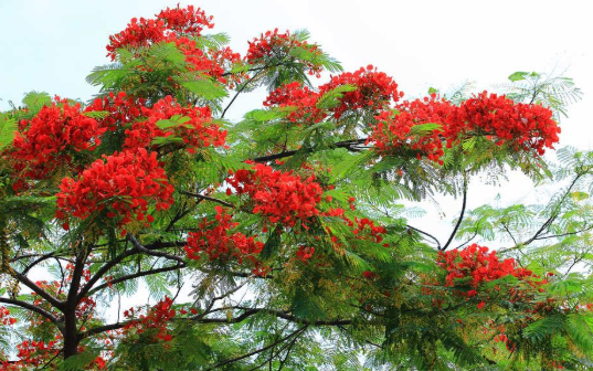 一樹(shù)鳳凰花.png 一樹(shù)鳳凰花.png