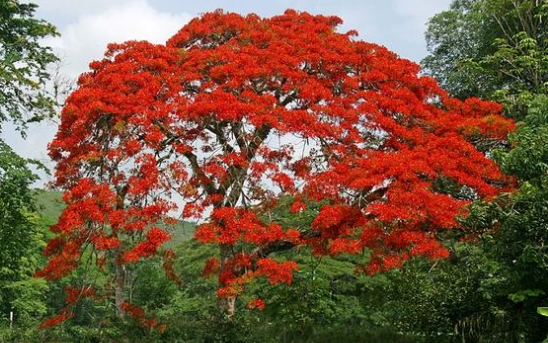 一顆鳳凰樹(shù).png 一顆鳳凰樹(shù).png