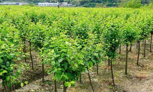 苗圃.png 苗圃.png