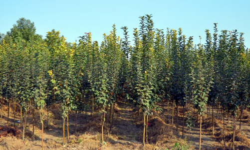 苗圃種植.png 苗圃種植.png