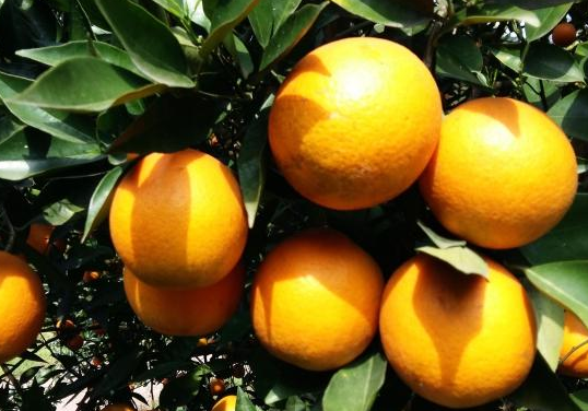 沙糖桔.png 沙糖桔.png