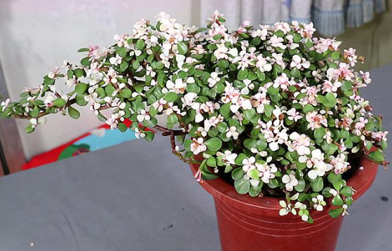 一盆金枝玉葉.png 一盆金枝玉葉.png