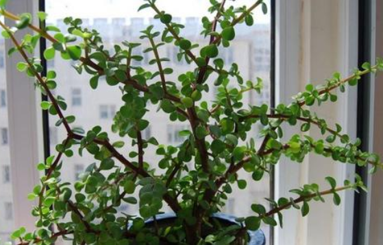 沒開花的金枝玉葉.png 沒開花的金枝玉葉.png