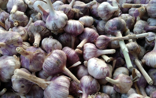 一堆紫皮蒜.png
