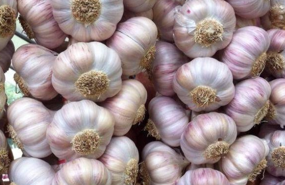 一串大蒜.png