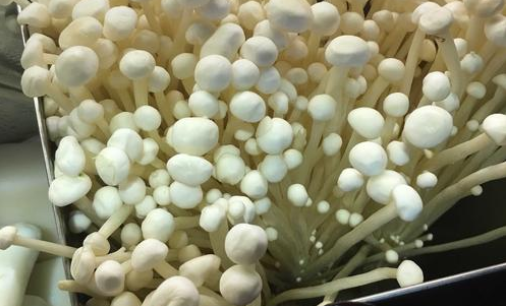 一盒金針菇.png 一盒金針菇.png