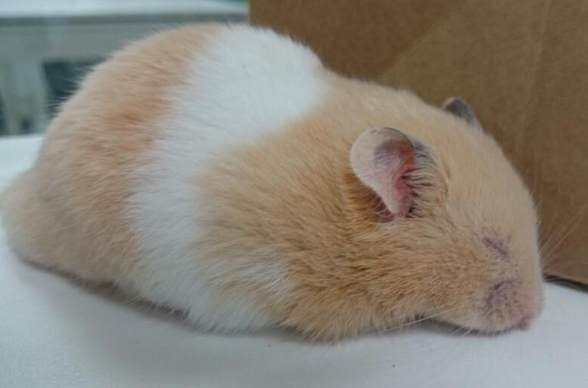 黃白金絲熊.png 黃白金絲熊.png