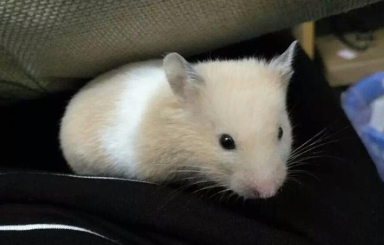 一只金絲熊.png 一只金絲熊.png