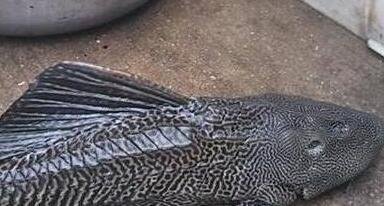 清道夫魚(yú)價(jià)格.jpg 清道夫魚(yú)價(jià)格.jpg