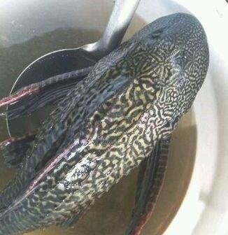 清道夫魚天敵是誰(shuí).jpg 清道夫魚天敵是誰(shuí).jpg