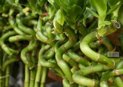 富貴竹的根.jpg 富貴竹的根.jpg