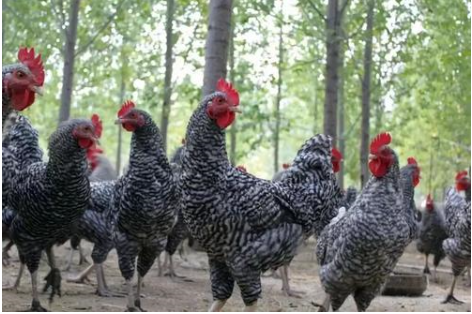 蘆花雞.png 蘆花雞.png