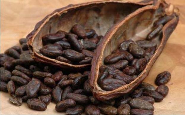 可可豆和咖啡豆的区别