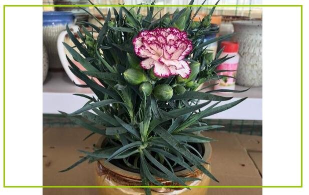 康乃馨好養(yǎng)嗎 康乃馨好養(yǎng)嗎