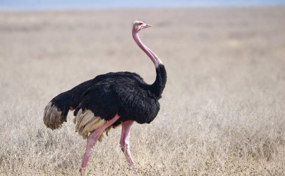 鴕鳥養(yǎng)殖成本利潤 鴕鳥養(yǎng)殖成本利潤