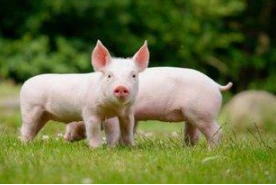 豬豬外三元.png 豬豬外三元.png