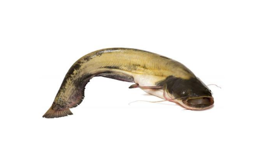 鯰魚.png