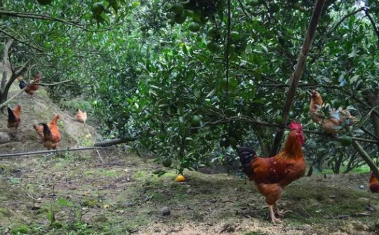 果園養(yǎng)雞.png 果園養(yǎng)雞.png