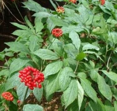 人參種子怎么種植.jpg 人參種子怎么種植.jpg