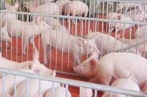 溫氏養(yǎng)豬加盟