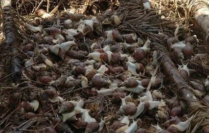 蝸牛如何養(yǎng)殖 蝸牛如何養(yǎng)殖