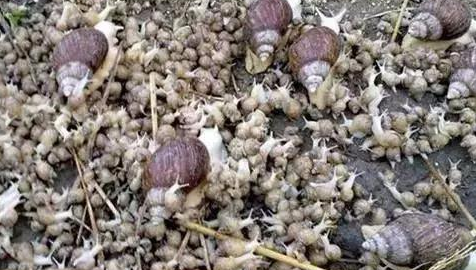 蝸牛如何養(yǎng)殖 蝸牛如何養(yǎng)殖