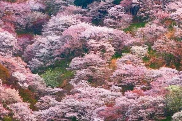 日本樱花在哪个城市.jpg