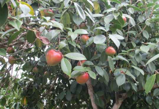 油茶的經(jīng)濟(jì)效益