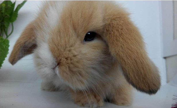 長毛兔價格 長毛兔價格