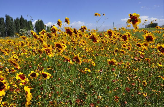 正宗雪菊多少錢一斤