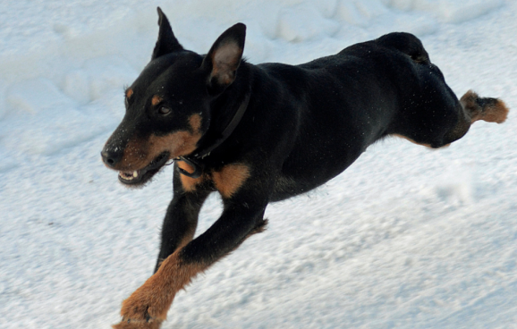 德國(guó)獵梗.png 德國(guó)獵梗.png