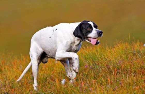 波音達(dá)獵犬.png 波音達(dá)獵犬.png