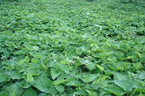 魚腥草種植前景.png 魚腥草種植前景.png