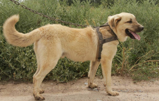 坎高犬.png 坎高犬.png