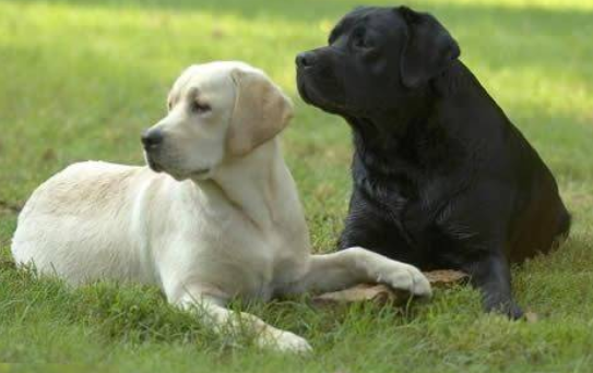 班道戈狗.png 班道戈狗.png