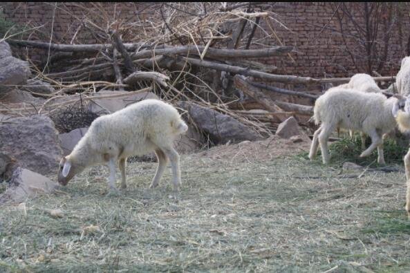 養(yǎng)羊.jpg