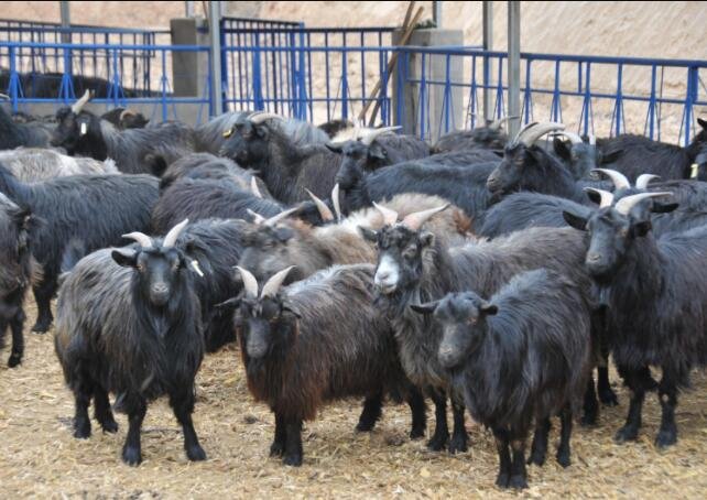 黑山羊養(yǎng)殖基地.jpg
