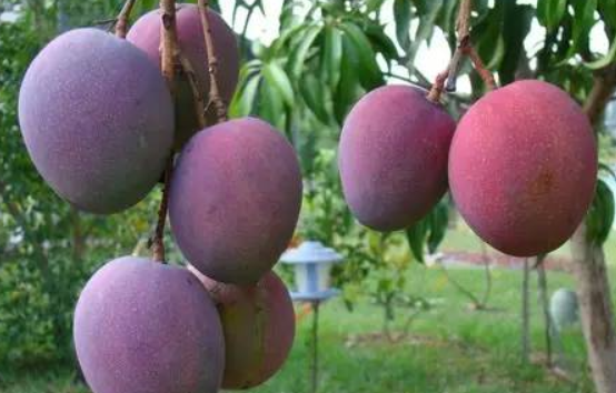 世界十大名贵水果,最贵芒果偏偏产量最大