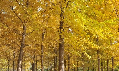 銀杏樹(shù).png 銀杏樹(shù).png