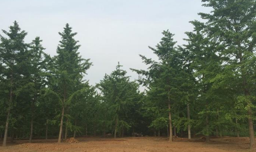 銀杏.png 銀杏.png