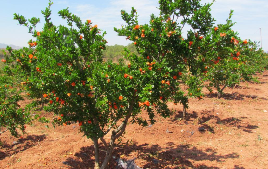 一顆石榴樹(shù).png 一顆石榴樹(shù).png