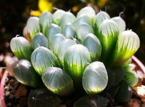 草玉露.png 草玉露.png