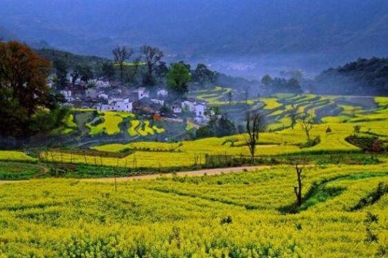 江岭万亩梯田油菜花观赏花期在3月15日至4月10日.