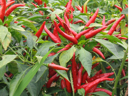 朝天椒.png 朝天椒.png