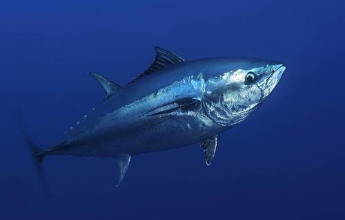 蓝鳍金枪鱼价格多少钱一斤，蓝鳍金枪鱼属于不属于保护动物？
